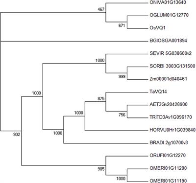 Frontiers The Wheat Gene Tavq Confers Salt And Drought Tolerance In